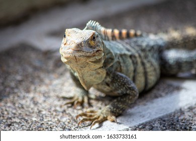 1,709 Lizard King Images, Stock Photos & Vectors | Shutterstock