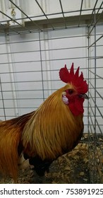 Handsome Rooster At The Sacramento,California State Fair, USA