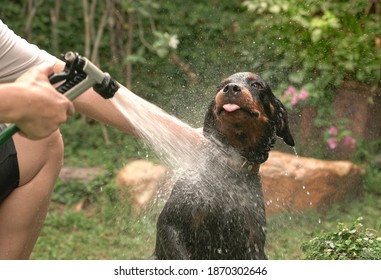 Handsome rottweiler dog taking a shower outdoor.