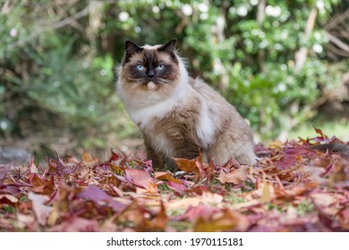 Handsome seal point ragdoll cat sitting in a park with autumn leaves looking towards the camera