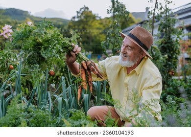 Handsome senior man pulling carrots from the ground, admiring harvest from his own garden. - Powered by Shutterstock