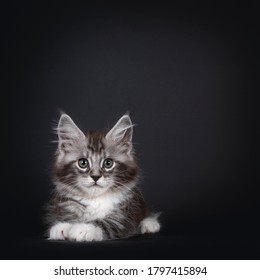 Animaux Chat Fond Noir High Res Stock Images Shutterstock