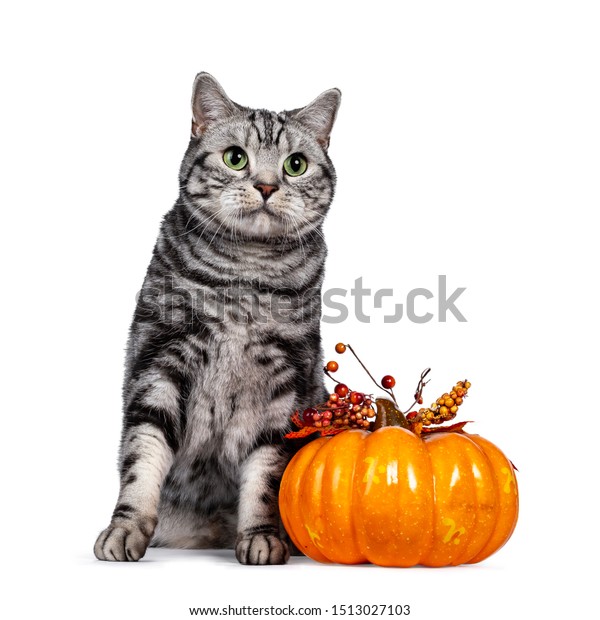 Handsome Silver Tabby British Shorthair Cat Stock Photo Edit Now