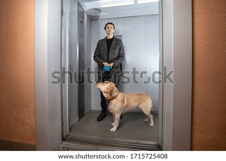 Similar – Dog, Labrador standing on the stairs