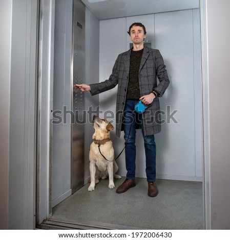 Similar – Dog, Labrador standing on the stairs