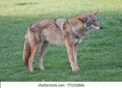 Handsome Urban Coyote - San Francisco