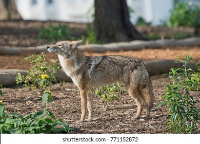 Handsome Urban Coyote - San Francisco