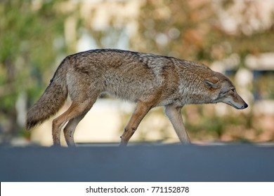 Handsome Urban Coyote - San Francisco