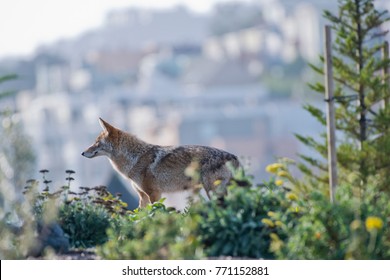 Handsome Urban Coyote - San Francisco