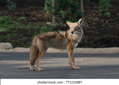 Handsome Urban Coyote - San Francisco