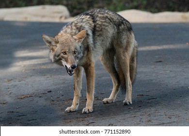 Handsome Urban Coyote - San Francisco