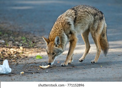 Handsome Urban Coyote - San Francisco