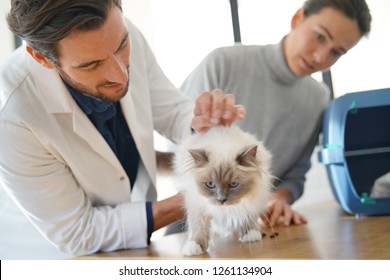 Handsome Vet Looking At Beautiful Cat In Clinic With Owner