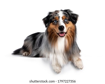 Handsome And Well Groomed Australian Shepherd Dog, Laying Down With Paws Over Edge. Looking Towards Camera With Light Blue Eyes. Isolated On White Background. Mouth Open, Tongue Out.