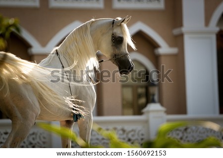 Handsome White Arabian horse stallion with a beautiful head, showing off in front of a female horse (mare) and Arabian architect designed building in the background.
