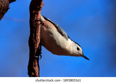 Hintergrund Blau Himmel Bilder Stockfotos Und Vektorgrafiken Shutterstock