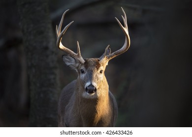 A handsome Whitetail Buck  deer stands in a spotlight of morning sunlight.