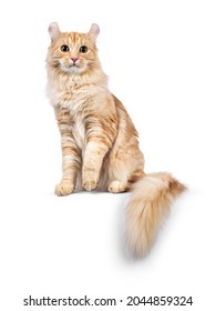 Handsome young adult American Curl Longhair cat, sitting up facing front with tail hanging down from edge. Looking straight into lens. Isolated on a white background.