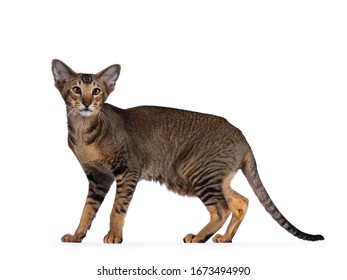 6,274 Oriental shorthair Images, Stock Photos & Vectors | Shutterstock