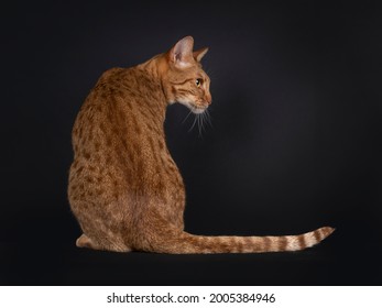 Handsome young adult Ocicat cat, sitting backwards. Looking over shoulder to the side camera. Isolated on a black background. - Shutterstock ID 2005384946