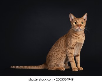 Handsome young adult Ocicat cat, sitting side ways. Looking towards camera. Isolated on a black background. - Shutterstock ID 2005384949