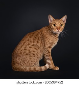 Handsome young adult Ocicat cat, sitting side ways, showing spots on body and rings on tail. Looking towards camera. Isolated on a black background. - Shutterstock ID 2005384952