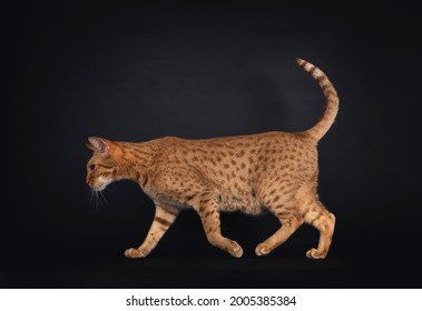 Handsome young adult Ocicat cat, walking side ways. Looking straight ahead away from camera. Isolated on a black background. - Shutterstock ID 2005385384