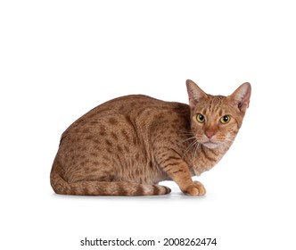 Handsome young adult Ocicat cat, laying down side ways. Looking towards camera. Isolated on a white background. - Shutterstock ID 2008262474
