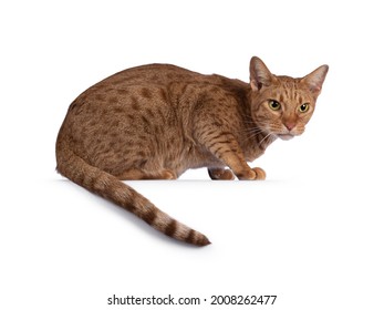 Handsome young adult Ocicat cat, laying down side ways on edge with tail hanging down. Looking towards camera. Isolated on a white background. - Shutterstock ID 2008262477