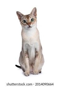 Handsome young adult Singapura cat, sitting up facing front. Looking straight at camera with mesmerising green eyes. Isolated on a white background.