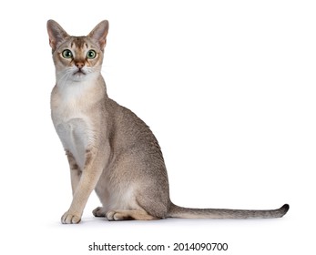 Handsome young adult Singapura cat, sitting up side ways. Looking straight at camera with mesmerising green eyes. Isolated on a white background.