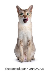 Handsome young adult Singapura cat, sitting up facing front. Looking straight at camera with mesmerising green eyes. Mouth open and licking face with large pink tongue. Isolated on a white background.