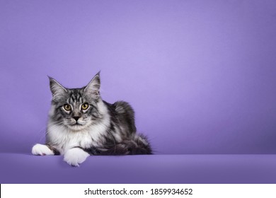 Black Silver Maine Coon Cat Images Stock Photos Vectors Shutterstock