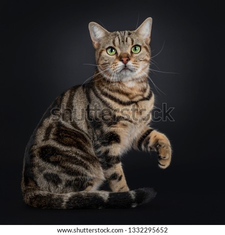 Handsome young brown tabby American Shorthair cat, sitting side ways. Looking at lens with mesmerizing green eyes. Isolated on a black background. Tail curled around body. One paw lifted up.  Stock photo © 