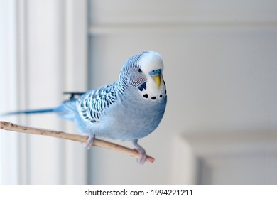 Handsome Young Happy Male Blue Budgie Mauve Budgie Perched On A Tree Branch Singing And Playing