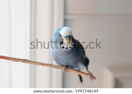 Handsome Young happy male Blue Budgie Mauve Budgie perched on a tree branch singing and playing in the comfort of home