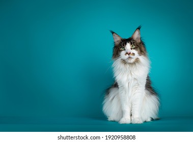 Handsome Young Maine Coon Cat, Sitting Up. Looking Dreamy Beside Camera. Isolated On Turquoise Blue Solid Background.