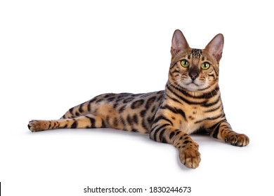 Handsome young male Bengal cat laying down side ways with paw over edge, looking to camera. Isolated on white background.