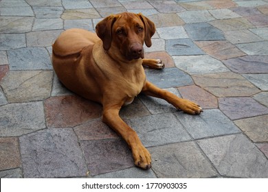 Handsome Young Male Rhodesian Ridgeback Looking At Camera On Stone Floor