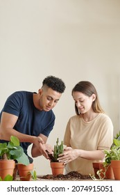 Handsome Young Man Helping Girlfriend With Repotting Flowers In New Ceramic Pots