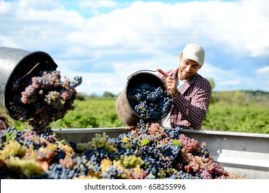 gut aussehender junger Weinbauer während der Weinernte in seinem Weingarten, der einen Traubensäckchen in Traktoranhänger entleert