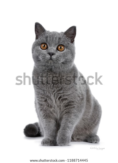 Handsome Young Solid Blue British Shorthair Stock Photo Edit Now