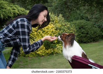 Handsome Young Woman Trains Her Papillon Dog, Continental Toy Spaniel On The Backyard Lawn. Woman Has Fun With Loyal Pedigree Dog Outdoors In Summer House, Park.