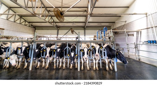 Hangar Milk Production. Countryside Dairy Farming Barn.