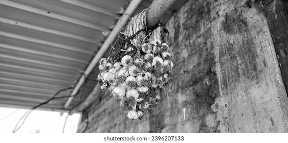 hanged garlic bunch in tradional way india  - Powered by Shutterstock
