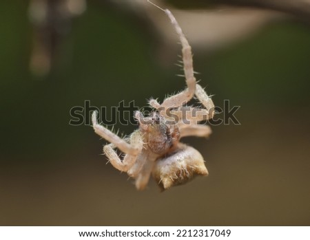 Hanging, Araneus Gemmoides spider, web, macro, micro, photography, photo, macro photo, image