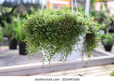 A Hanging Basket Of A Baby Tears Plant