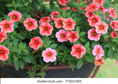 A Hanging Basket Of  Calibrachoa Flower