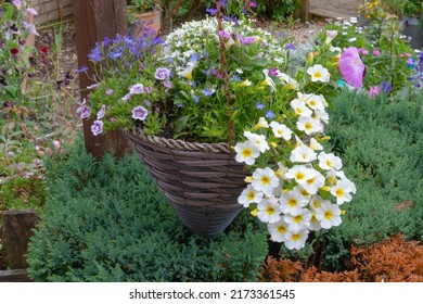 A Hanging Basket Display With Lobelia, Calibrachoa And Petunia