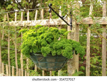 Hanging Basket Of The Herb Parsley (Petroselinum Crispum) In The Fruit And Vegetable Garden At Rosemoor, Devon, England, UK